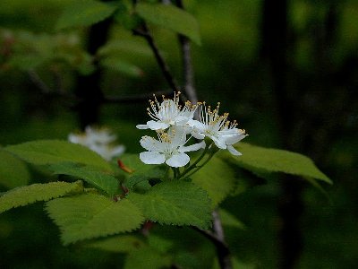 ミヤマザクラ(深山桜)1