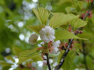 ナラノヤエザクラ(奈良の八重桜)1