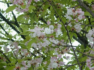 ナラノヤエザクラ(奈良の八重桜)2