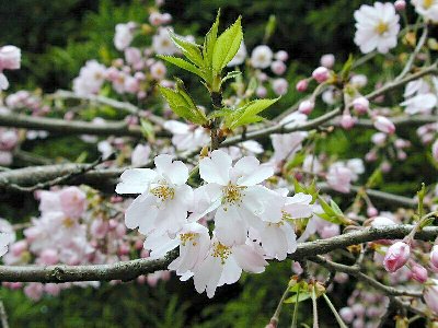 オモイガワ(思川桜)1