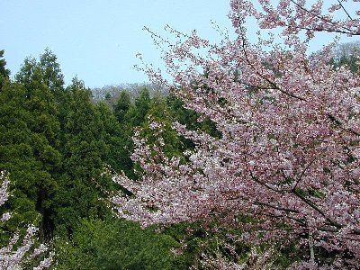 オモイガワ(思川桜)2