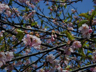 オオカンザクラ(大寒桜)2