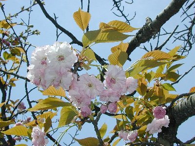 オオムラザクラ(大村桜)1