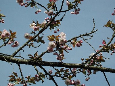 オオムラザクラ(大村桜)2