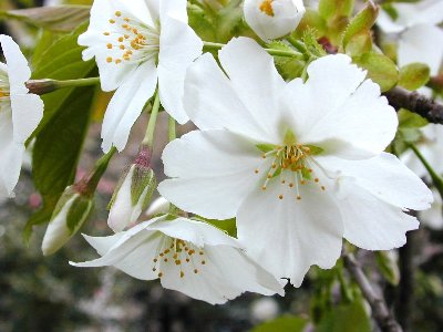 オオシマザクラ(大島桜)1