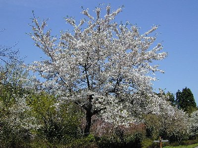 オオシマザクラ(大島桜)2