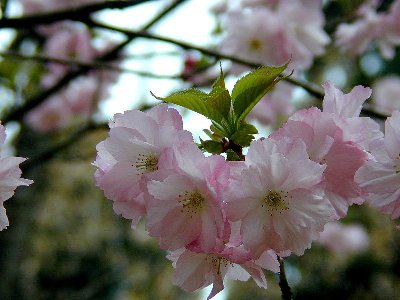 オウシュウサトザクラ(奥州里桜)1