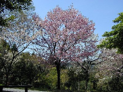 オウシュウサトザクラ(奥州里桜)2