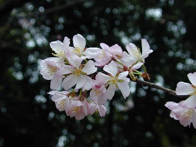 オオヤマザクラ(大山桜)1