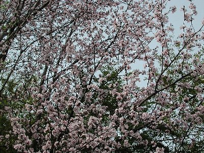 オオヤマザクラ(大山桜)2