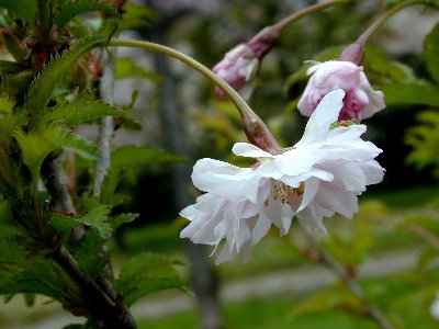 オシドリザクラ(鴛鴦桜)1