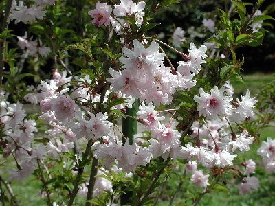 オシドリザクラ(鴛鴦桜)2