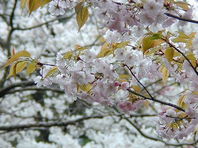 サノザクラ(佐野桜)1