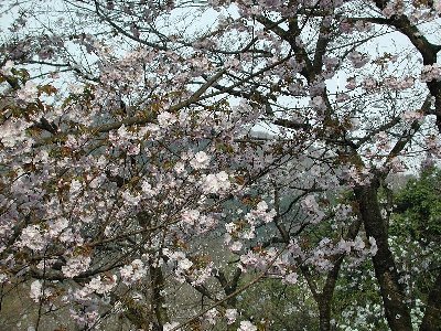 サノザクラ(佐野桜)2