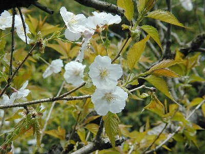 シバヤマ(芝山)1