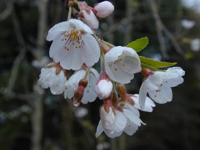 シダレザクラ(枝垂桜)1