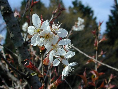 シナミザクラ(支那実桜)（カラミザクラ）（唐実桜）1