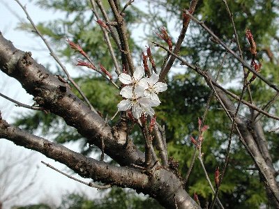 シナミザクラ(支那実桜)（カラミザクラ）（唐実桜）2