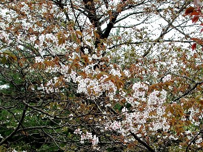 スジガクヤマザクラ(筋顎山桜)2