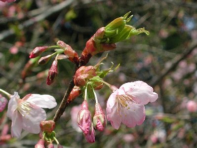 シュゼンジカンザクラ(修善寺寒桜)1