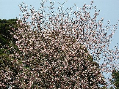 シュゼンジカンザクラ(修善寺寒桜)2