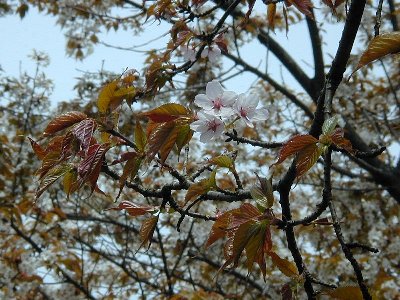 タカネオオヤマザクラ(高嶺大山桜)1