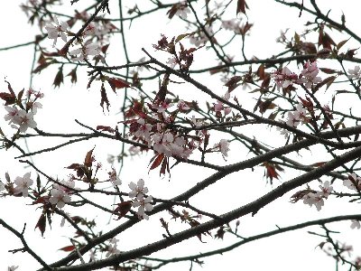 タカネオオヤマザクラ(高嶺大山桜)2