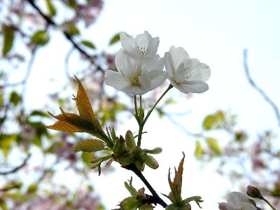 タキニオイ(滝匂)1