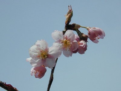 ツバキカンザクラ(椿寒桜)1