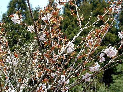 ツバキカンザクラ(椿寒桜)2