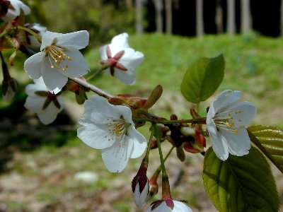 ツクシザクラ(筑紫桜)1