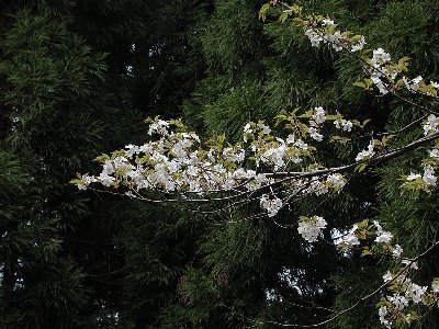 ツクシザクラ(筑紫桜)2