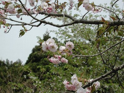 ヤエベニオオシマ(八重紅大島)2