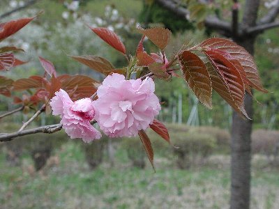 ヤエベニトラノオ(八重紅虎の尾)1