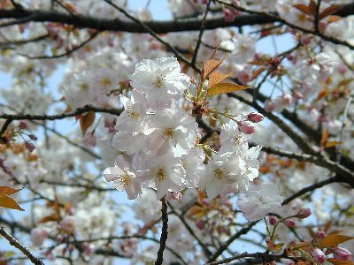 ヤエムラサキザクラ(八重紫桜)1