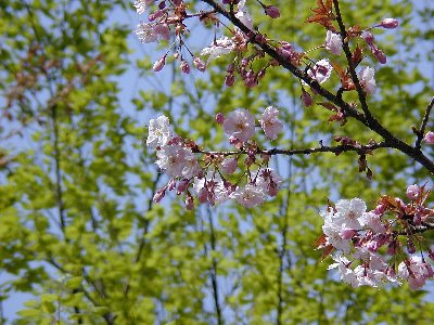 ヤエムラサキザクラ(八重紫桜)2