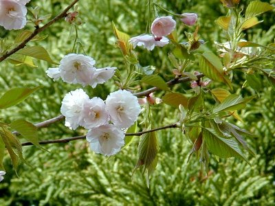 ヤエノオオシマザクラ(八重大島桜)1