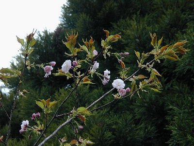 ヤエノオオシマザクラ(八重大島桜)2