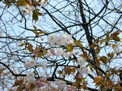 ヤエヤマザクラ(八重山桜)2