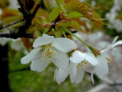 ヤマザクラ(山桜)1