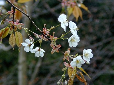 ヨウロウザクラ(養老桜)1