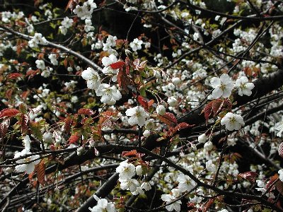 ヨウロウザクラ(養老桜)2