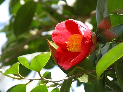 べにはっさく(紅八朔)