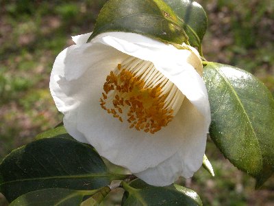 はくみょうれんじ(白妙蓮寺