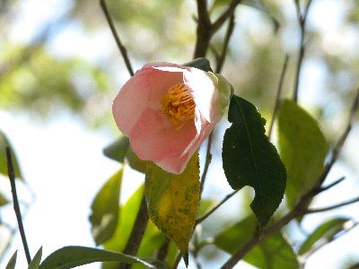 ももちどり(桃千鳥)