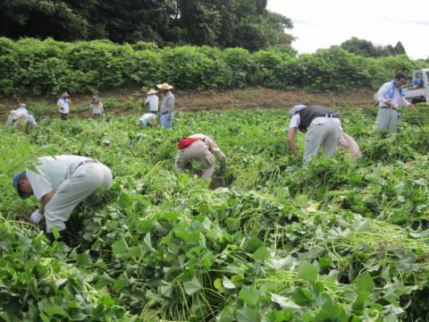 0522小池苗植え2