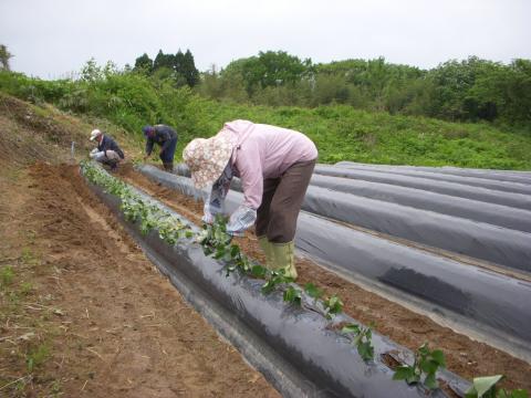 0522小池苗植え5