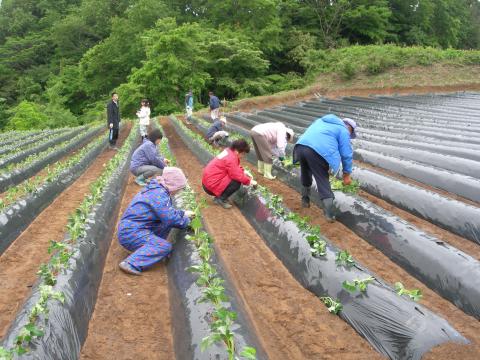 0522小池苗植え4