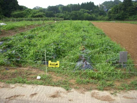 金沢小池作業前