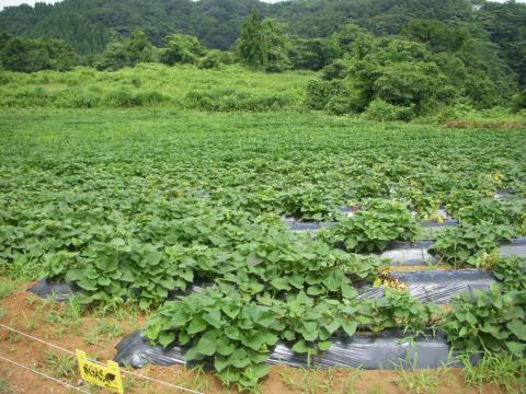 金沢小池作業後